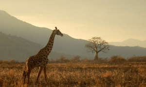 Safari en Afrique du Sud
